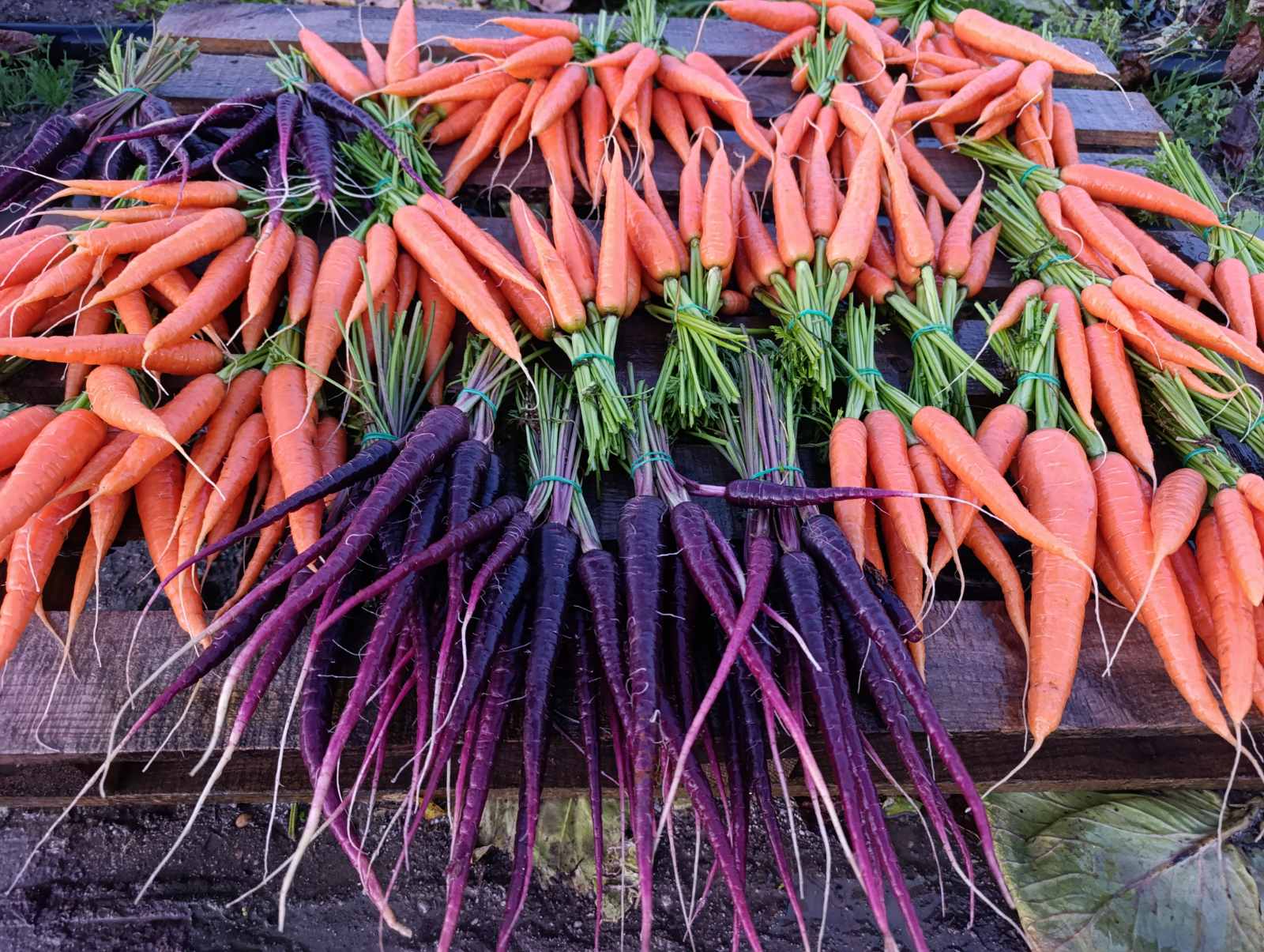 Чисти от химия зеленчуци