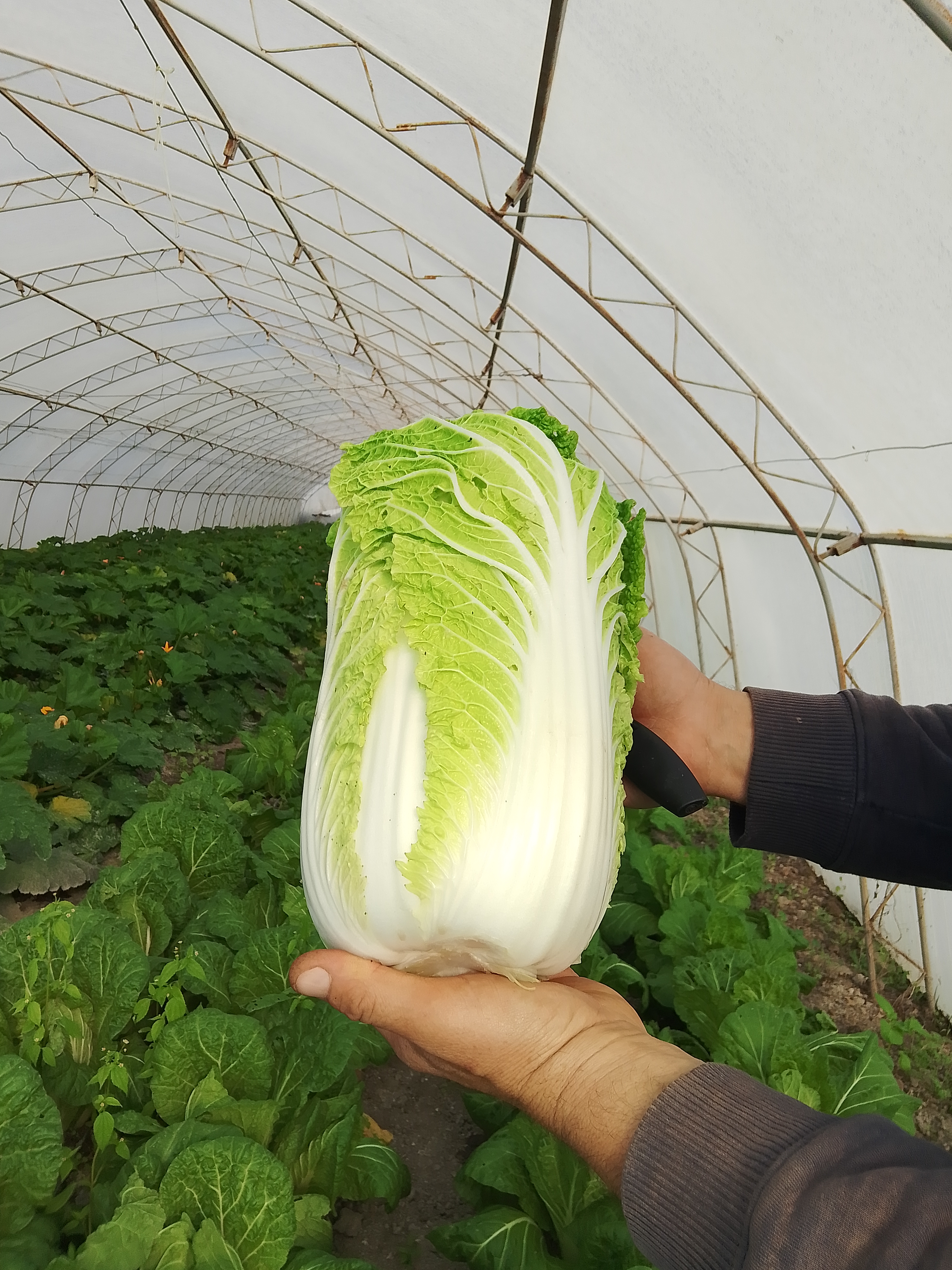 Био китайско зеле 